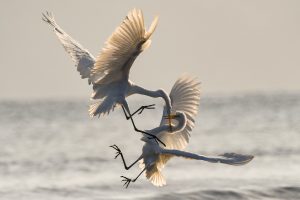 Image of two egrets fighting; one is biting at the throat of another.