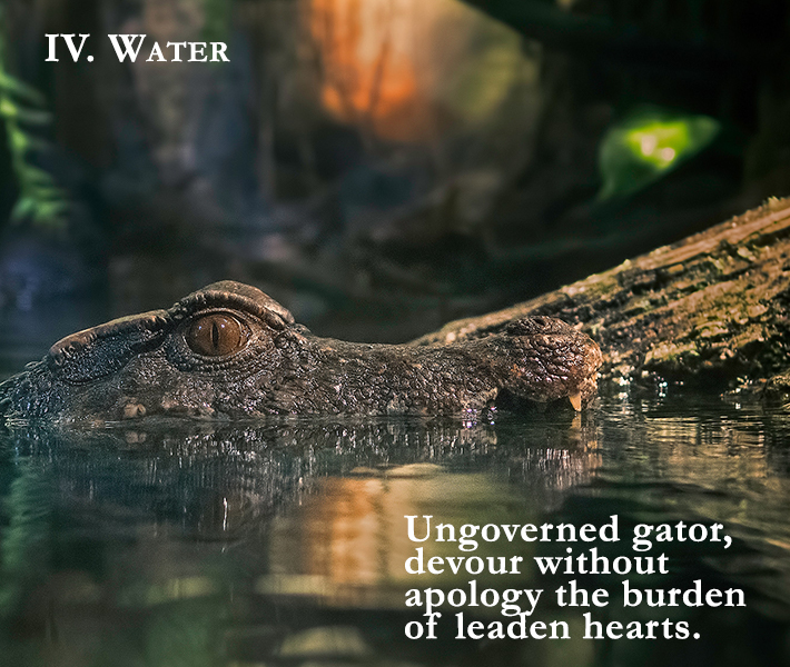 IV. Water

Ungoverned gator,
devour without
apology the burden
of leaden hearts.