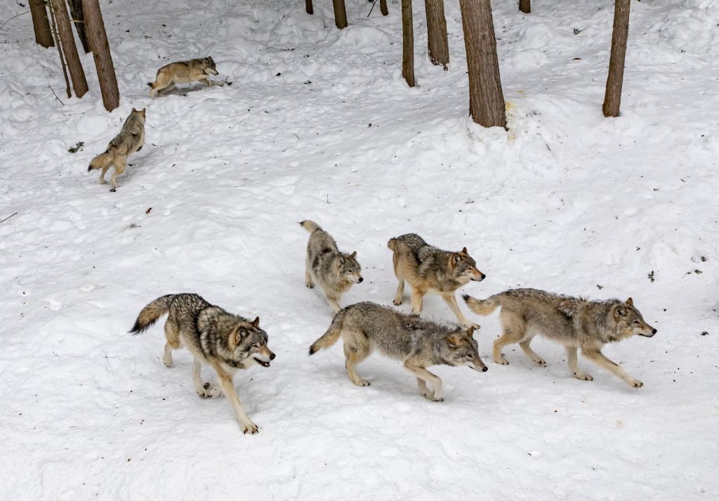 A pack of wolves playing in the snow.